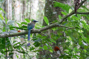 colorful blue bird standing on a green branch. andean motmot in a tree branch 