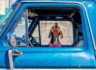 Wiener dog howling out of car window