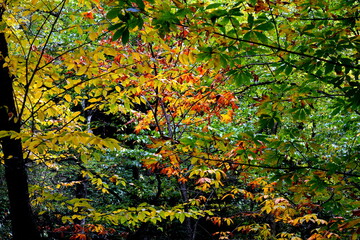 The autumn leaves of Gatlinburg, Tennessee