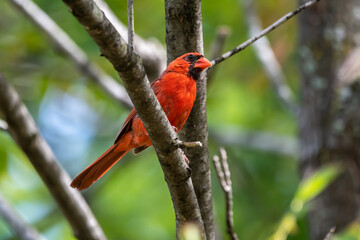 A bright red male cardinal perched on a branch with branches and leaves blurred in the background