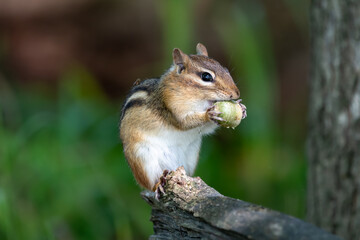 Naklejka na ściany i meble Eastern chipmunk on the end of a branch eating an acorn with a blurry green background