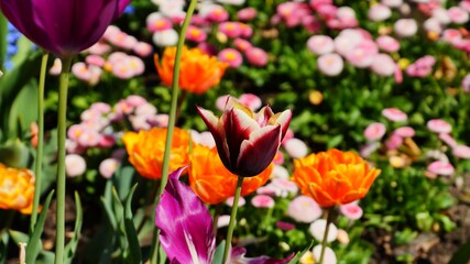 Flowers in the courtyard of the Wawel Royal Castle in Krakow, in May.
Courtyard of Wawel Castle - flower islands, castle decoration, attraction for tourists.