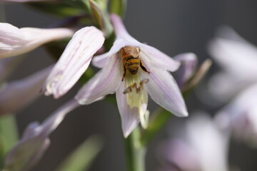 Fototapeta premium A honey bee inside a flower