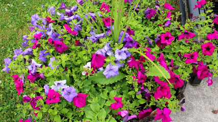 Fototapeta premium A Colorful Arrangement of Flowers
