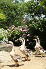 シナガチョウ  　アジサイ園