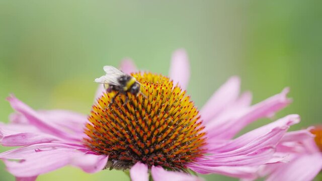 Male hand places a bumblebee onto a flower to gather pollen