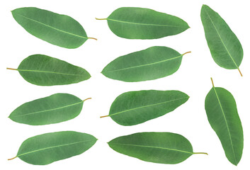 Eucalyptus leaves isolated on white background.