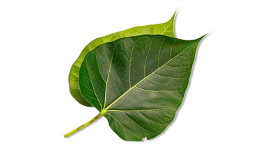 Fresh green leaves in nature on a white background