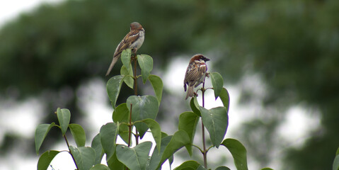 Two Birds on Shrubbery