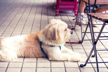 A dog on a leash lying on the floor beside a table, waiting for his mater to finish his coffee. Toned image.