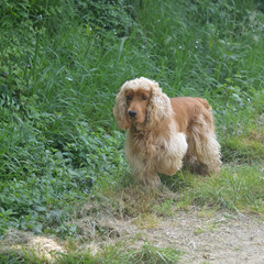 Petit chien de race cocker spaniel .