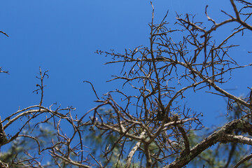 Dry tree seen from the bottom up