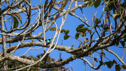 blue necked tanager bird in an african tuliptree