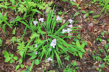 花が咲いたヒメシャガ