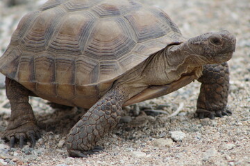 Fototapeta premium Turtle