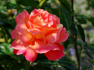 Fresh rose blooming in garden during summer season. Rose is a woody perennial flowering plant of the genus Rosa, in the family Rosaceae, colours ranging from white through yellows and reds.