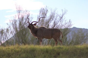 kudu
