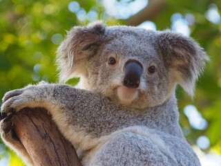 Delightful Captivating Alert Young Koala Clinging Tightly to a Gumtree.