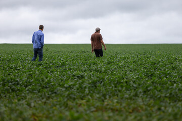 two farmers men workers walking on soy crop field
