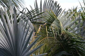 Collection of Palm Fronds in Mui Ne, Vietnam