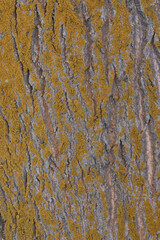 The bar of an oak tree covered in yellow lichen, texture and background