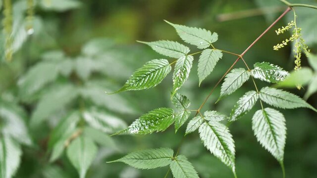 The Leaves Of Herbal Plants In The Forest Of Obersee Nafels Switzerland During Daytime - Close Up Shot
