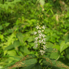 シモバシラ（花）