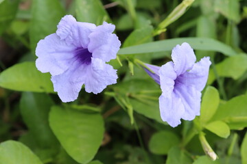 Waterkanon purple flower on green leaves branch ivy on tree closeup.