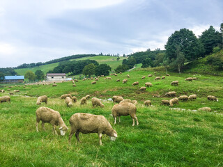 Naklejka na ściany i meble Flock of Sheep grazing on Grassy Field with farmers house in Gangwon-do, South Korea
