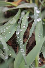 water drops on the grass