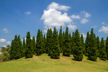 Fototapeta na wymiar Beautiful pine trees on blue sky background in royal park, ChiangMai, Thailand