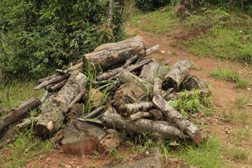 A collection of old trees trunks for the wood by villagers