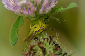 Grasshopper on Purple Bud
