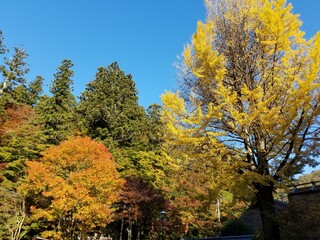 Naklejka premium Autumn leaves