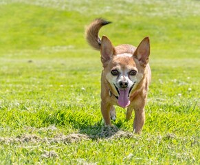 Chihuahua dog smiles happily as he walks in the grass