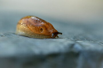 Snail 