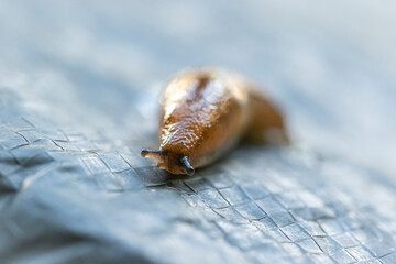 Close up of  snail