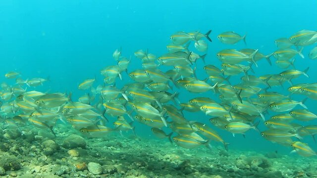 Underwater video of school of fusilier fish 