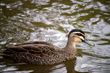 Single duck swimming in a river 3