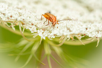 fly on leaf