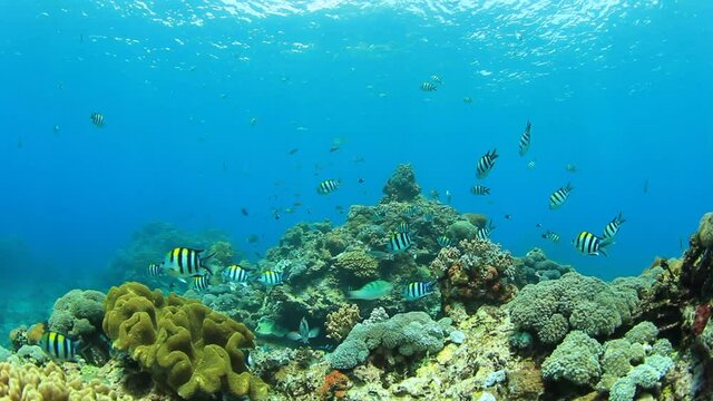 Underwater video of tropical fish over beautiful coral reef in Indonesia 