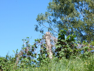 tree in the field
