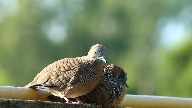 Doves  holding on the fence, out door  Chiangmai Thailand