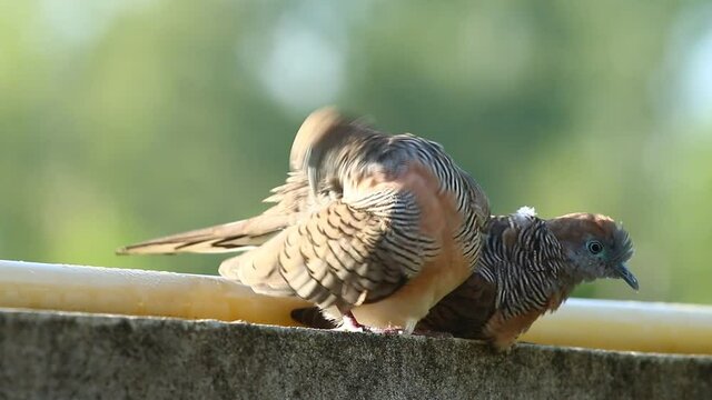 Doves  holding on the fence, out door  Chiangmai Thailand