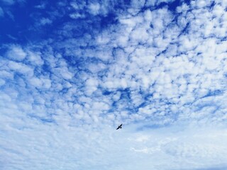 birds in the sky