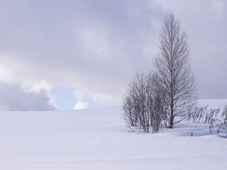 Leafless trees in winter.