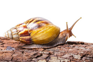 Garden snail on wooden and white background