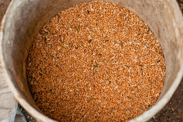 Wheat for feeding chickens on the farm in a plastic bucket