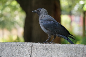 Corvido