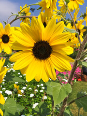 Obraz premium sunflowers in the garden